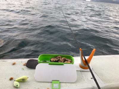 出たカワハギ35.5センチ