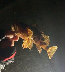 アジング！メバリング！