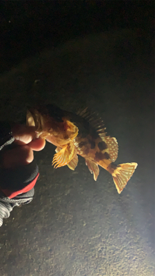 アジング！メバリング！