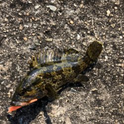 日中メバリング