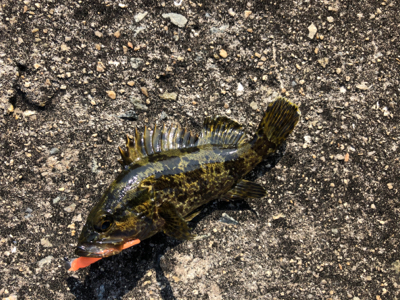 日中メバリング