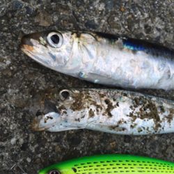 ベイトはいるが…