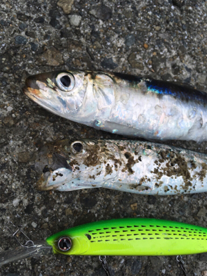 ベイトはいるが…