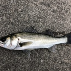 エビ撒きでおちぬさん