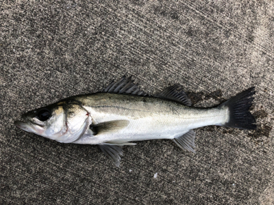 エビ撒きでおちぬさん