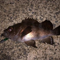 沖堤は今パラダイスかも⁉️