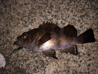 沖堤は今パラダイスかも⁉&#…