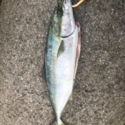 たぶん今年最後の青物