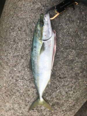 たぶん今年最後の青物