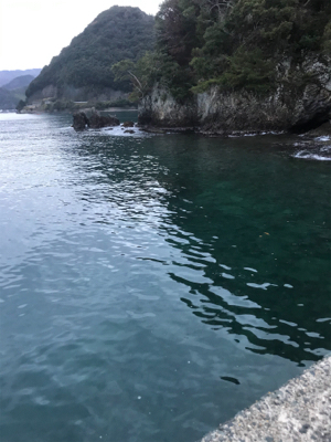 イカ、メバル不在