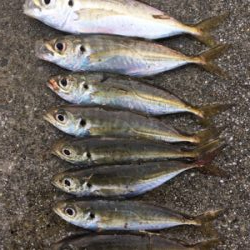 太刀魚ダメで諦めアジでも矢先に♪