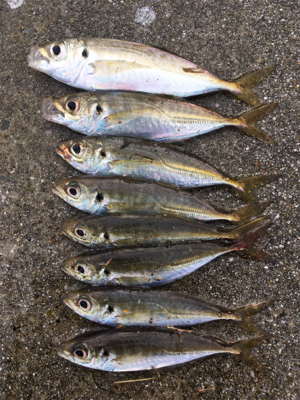 太刀魚ダメで諦めアジでも矢先に♪