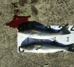 ヒラスズキ好調♪