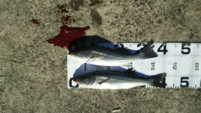 ヒラスズキ好調♪