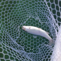 短時間で楽しめる岸和田フィシングパーク