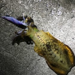 月夜エギング、激流攻略(^^)