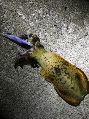 月夜エギング、激流攻略(^^)