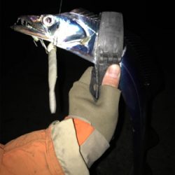 湾奥タチウオ激シブ