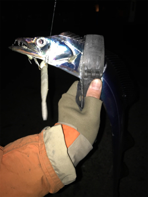 湾奥タチウオ激シブ