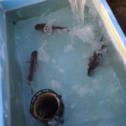 お正月用真鯛キープ