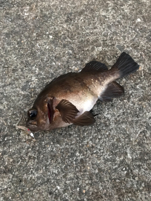 アジング最高！