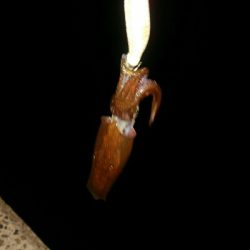 ライトエギング