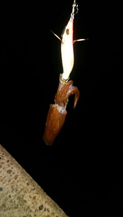 ライトエギング