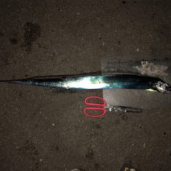 青物まだチャンスある