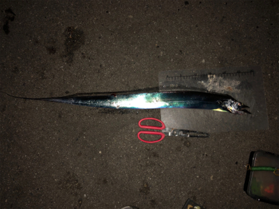 青物まだチャンスある