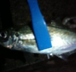 ナイトアジング