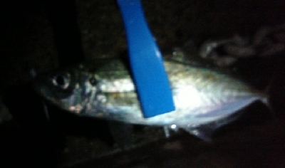 ナイトアジング