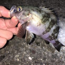 アジング・メバリング