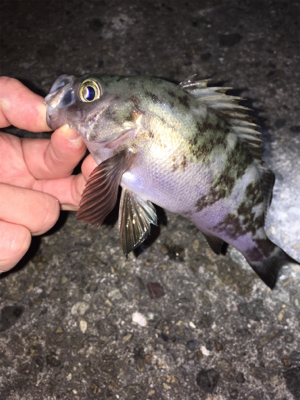 アジング・メバリング