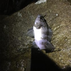 アジング調査だが