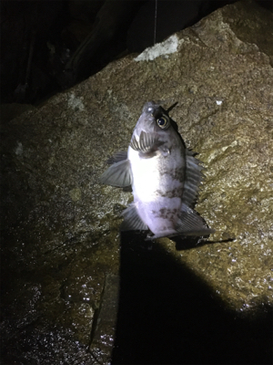 アジング調査だが