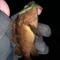 久々の入れ食い！