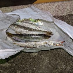 カマス からの タチング？