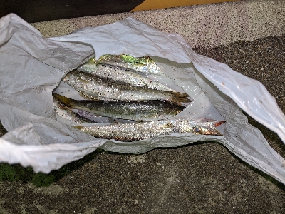 カマス からの タチング？