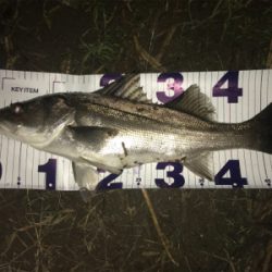 久しぶりのシーバス