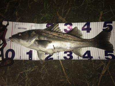 久しぶりのシーバス