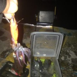 久しぶりにヒイカ釣れたσ(^_^;)