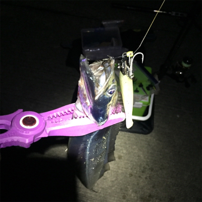 ライトタックルでたちうお