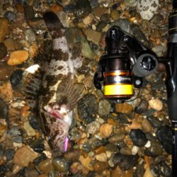 ガシラ好調、メバル不調(珍客有り)