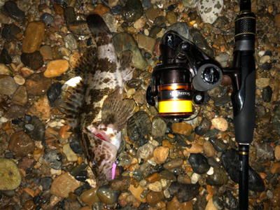 ガシラ好調、メバル不調(珍客有り)