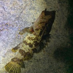 いろいろ釣れました(^^)