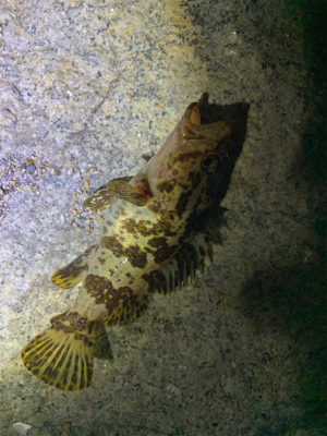 いろいろ釣れました(^^)