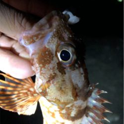 ワームでガシラ釣り！