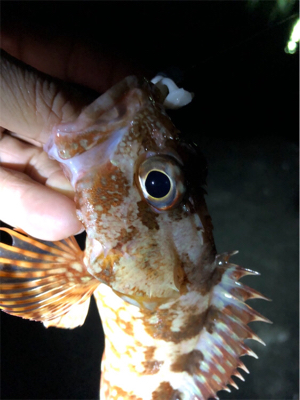 ワームでガシラ釣り！