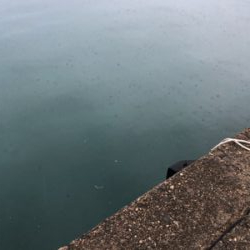 雨でしたが、アジング