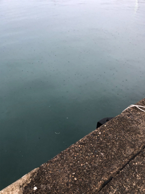 雨でしたが、アジング